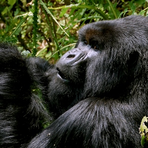 Gorille mâle aux aguets - Rwanda  - collection de photos clin d'oeil, catégorie animaux